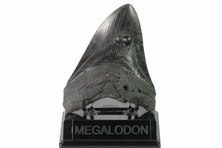 Bargain, Fossil Megalodon Tooth - South Carolina #135460